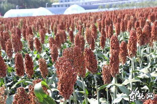 黑龍江墾區(qū)農(nóng)作物長勢喜人 水稻玉米豐收在望