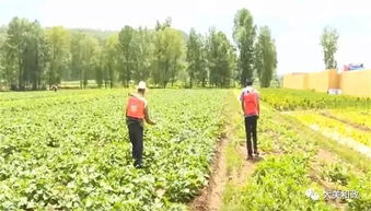 臨夏州和政縣積極開展農作物病蟲害統防統治，保障農業豐收