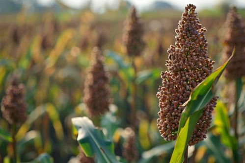 秋收時節的高粱 金黃如火，豐收的希望