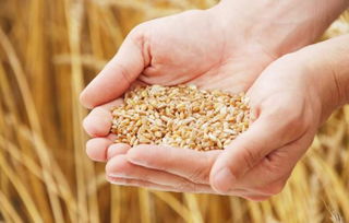 真菌侵襲 全球糧食作物年減產1.25億噸及水果種植的挑戰