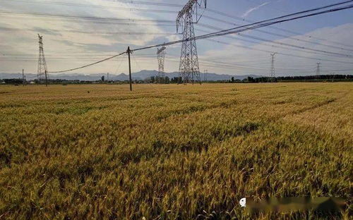 我國農作物良種覆蓋率超96%，自主選育品種面積占比超95%，水果種植業蓬勃發展