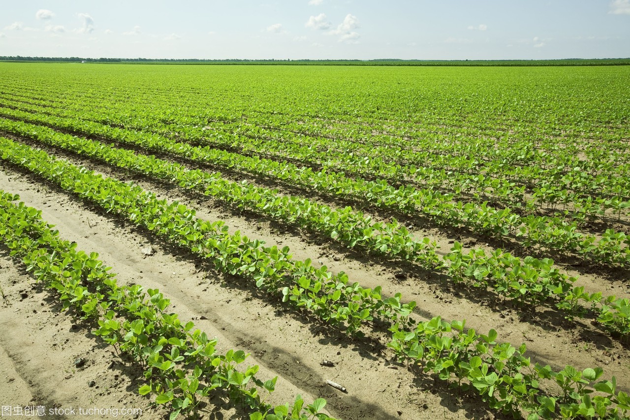 大范圍早期生長大豆植物的雙排種植技術與產量提升