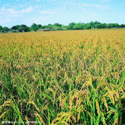 農(nóng)作物圖片在水果種植中的應(yīng)用與價值