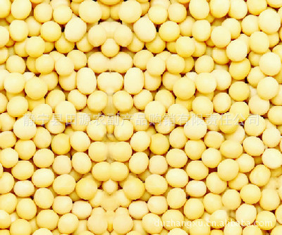 批發(fā)精選大豆 無污染、營養(yǎng)豐富的健康選擇