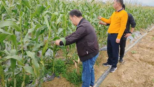 惠州市農(nóng)業(yè)部門發(fā)布蔬菜防寒技術(shù)指南 多措并舉保障冬季農(nóng)業(yè)生產(chǎn)