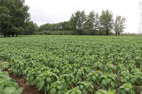 及時雨 緩解旱情與促進農(nóng)作物生長的有效助力