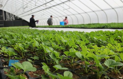 太空出差半年的農(nóng)作物種子回家了，航天育種有何不同？