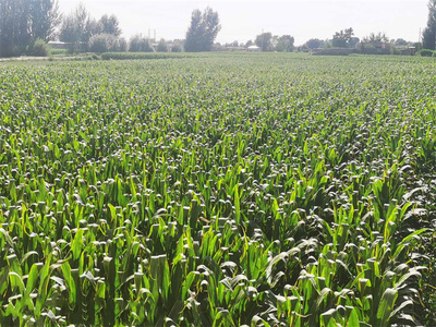 高產(chǎn)高效 相得益彰——合黎鎮(zhèn)制種玉米與蔬菜產(chǎn)業(yè)協(xié)同發(fā)展紀實