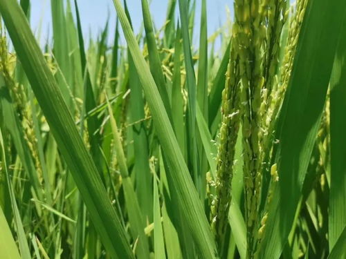 咪鮮胺 不止于炭疽病克星，解鎖果樹種植中的寶藏功能