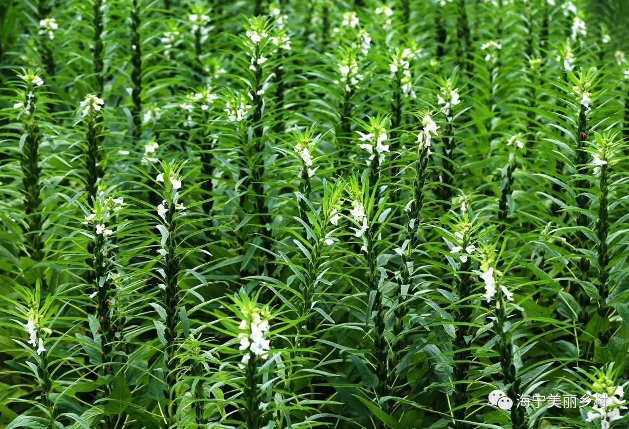 【上照時(shí)間】這些漂亮的農(nóng)作物，你認(rèn)識嗎？