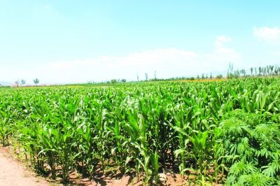 景泰縣國土資源工作紀(jì)實(shí) 沃土育佳果，科技興農(nóng)譜新篇