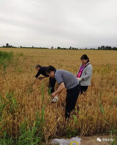 筑牢源頭防線，臨渭區扎實推進農產品產地土壤環境與水果種植安全監測