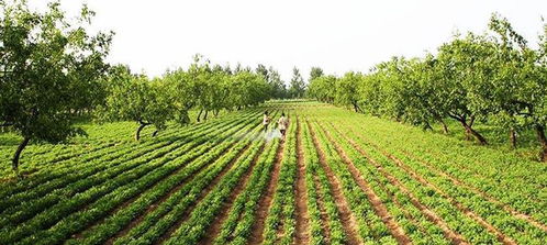 春節后迎種植熱潮，三大蔬菜作物市場前景廣闊